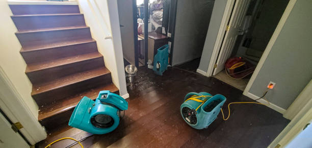 Best Mold removal after water damage  in Niles, MI