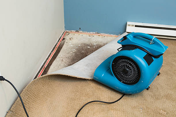 Best Basement water damage restoration  in Niles, MI